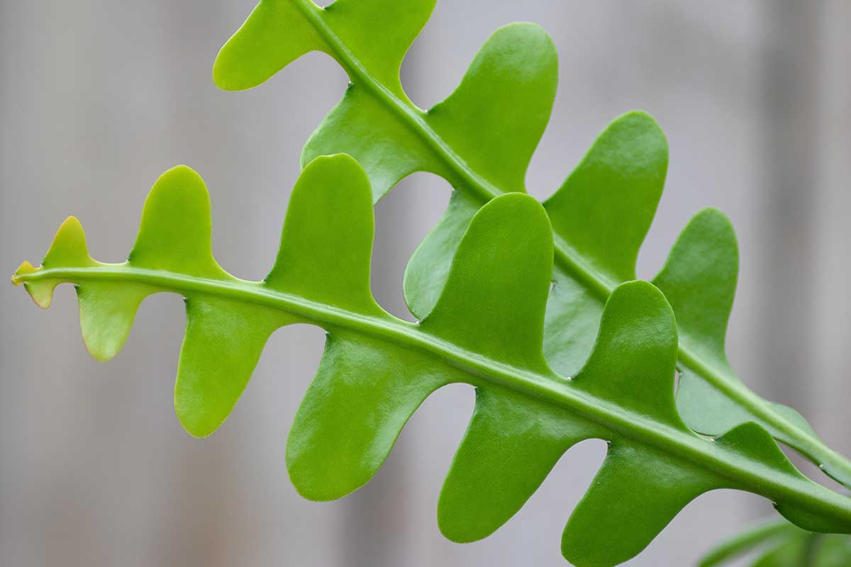 Close-up photo of a fishbone cactus stem showing the evenly spaced, deep zigzag edges and smooth green surface texture