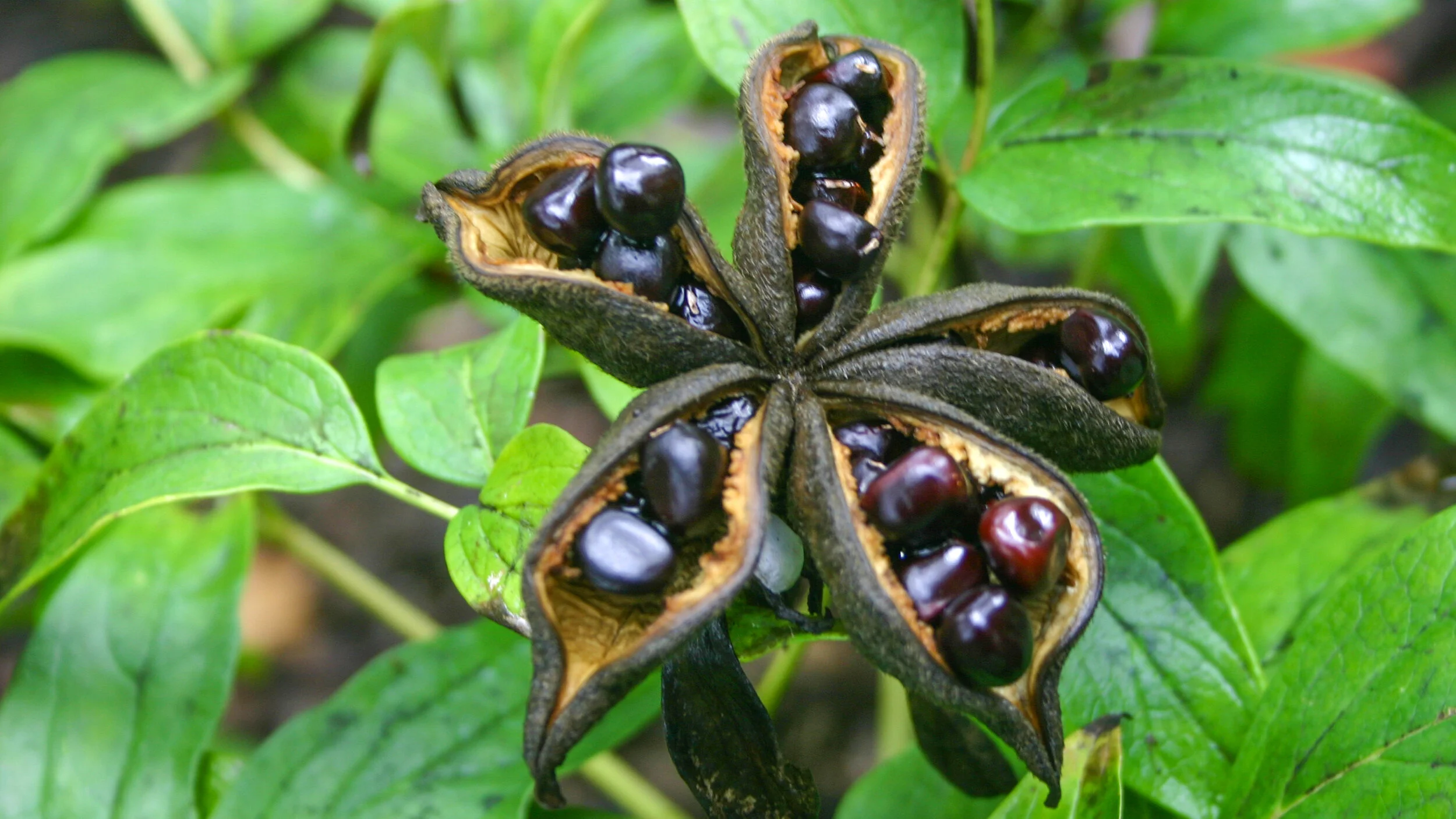 Close-up photo of a herbaceous peony crown showing several pink eyes at the top of thick roots, freshly rinsed and ready to divide