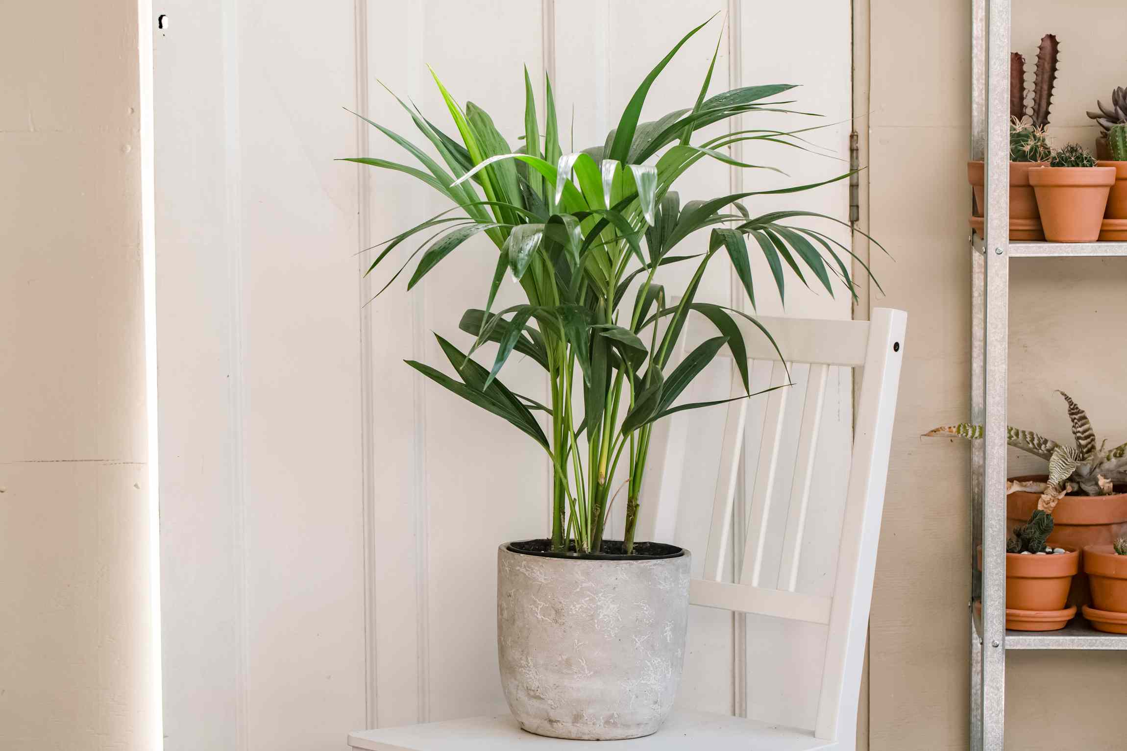 Close up photo of a person watering a Kentia palm in a pot with visible drainage holes and a saucer, water flowing through freely, realistic indoor plant care scene