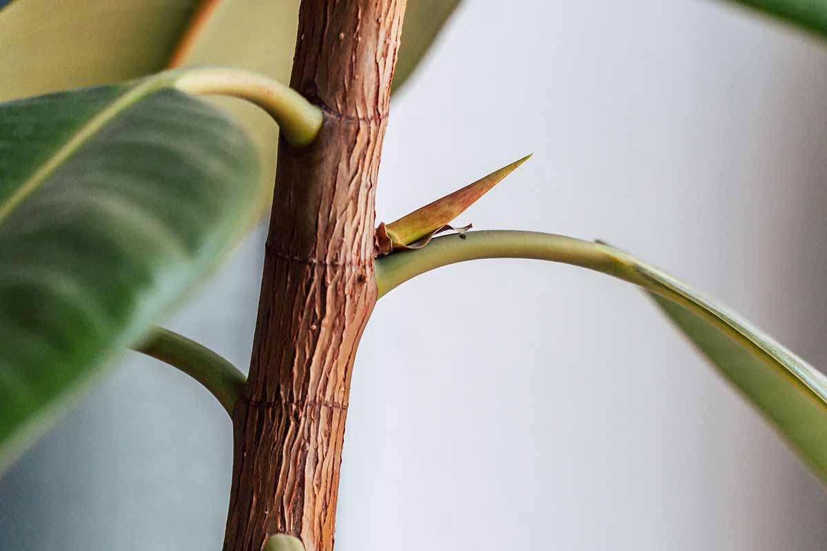 Close-up photo of a rubber plant stem showing a clear node and leaf scar, with a hand gently pointing to the node in bright window light