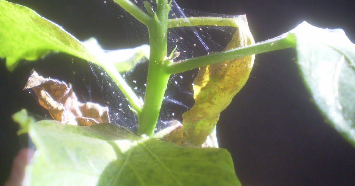 Close-up photo of a tropical hibiscus leaf showing fine webbing and stippled damage from spider mites, realistic macro photography