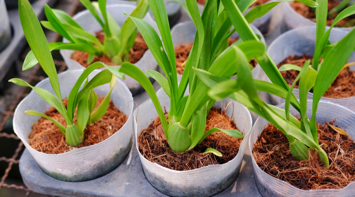 Close-up photo of an Oncidium orchid in a pot showing multiple green pseudobulbs at the base with narrow leaves and chunky bark potting mix