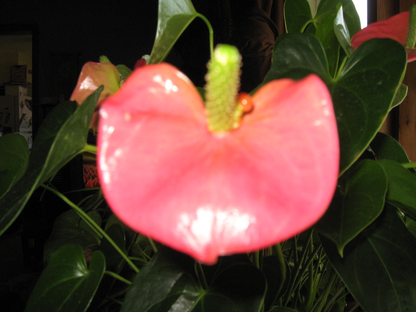 Close-up photo of an anthurium root ball being gently separated by hands, showing multiple growth points and healthy creamy roots on a potting table
