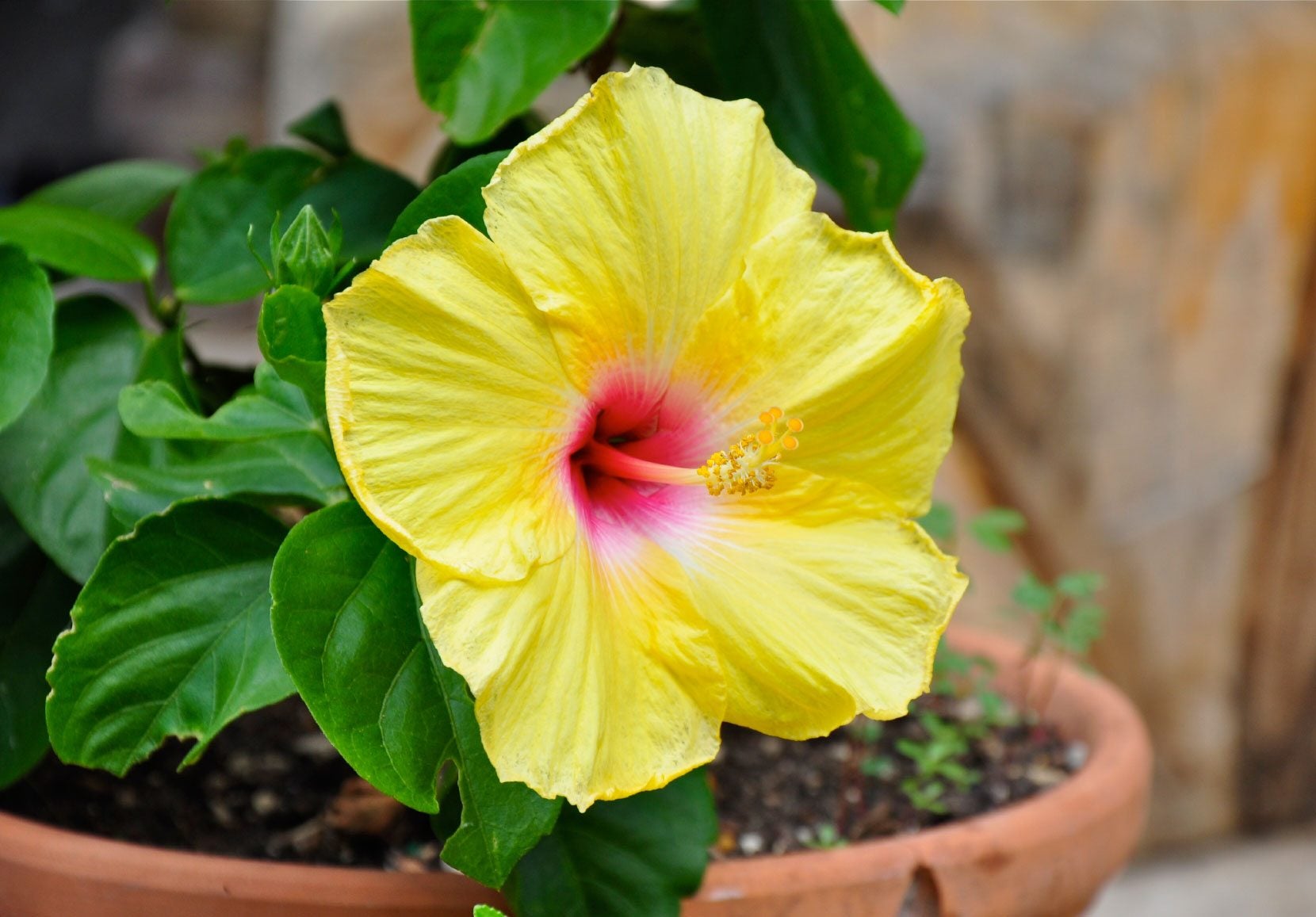 Close-up photo of hands watering a potted tropical hibiscus in a sink until water drains from the bottom, realistic indoor plant care scene
