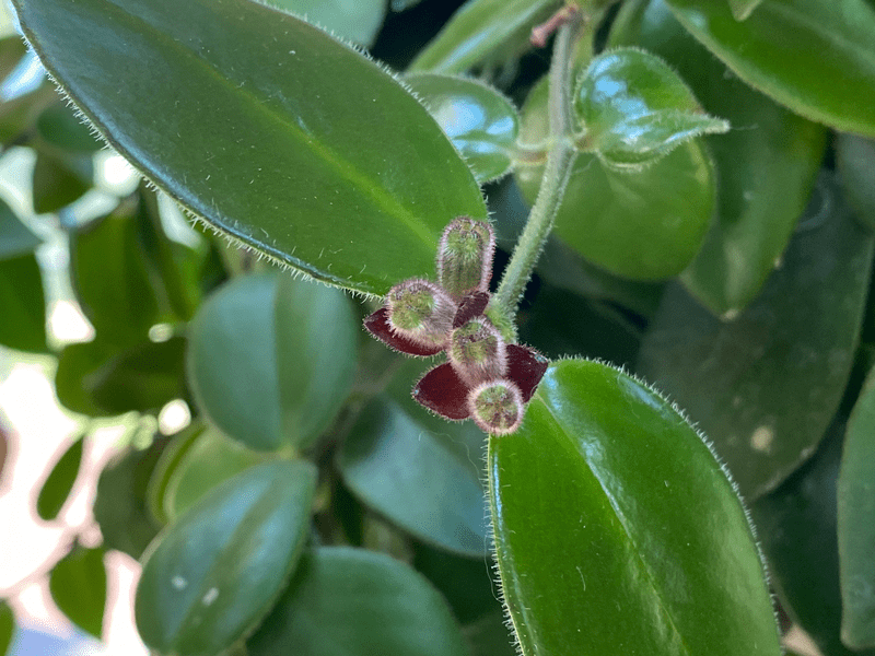 Close up photo of lipstick plant stems with dark maroon flower buds forming at the tips among glossy green leaves, shallow depth of field