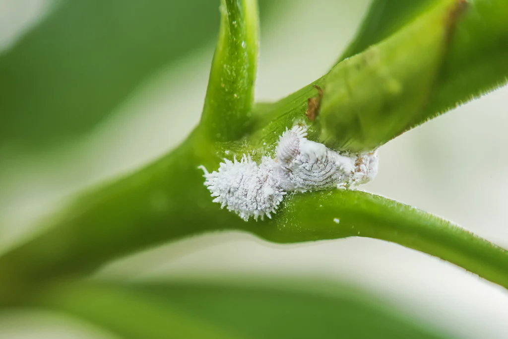 Close-up photo of small white cottony mealybugs clustered near a houseplant leaf node, realistic macro photography