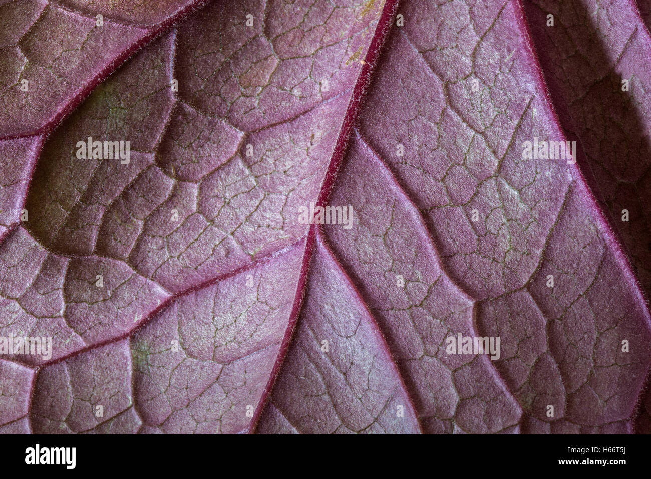 Close-up photo of the underside of a rattlesnake plant leaf showing the rich purple coloring and prominent leaf veins