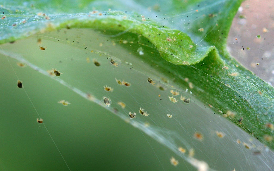 Close-up photo of the underside of a thin Oncidium orchid leaf showing pale stippling and fine webbing consistent with spider mite damage