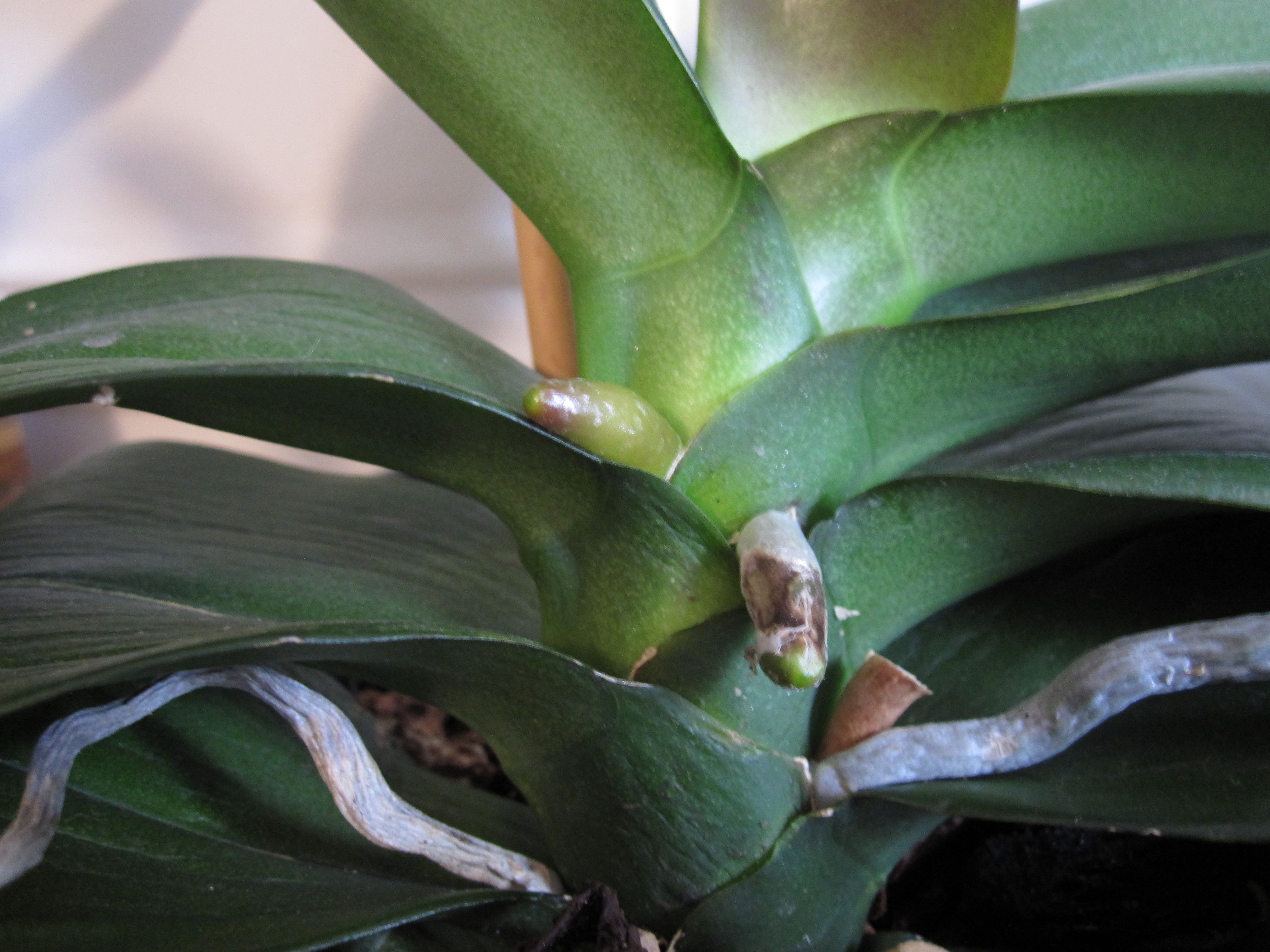 Close-up photograph of Vanda orchid aerial roots with silvery velamen and green tips after watering, shallow depth of field