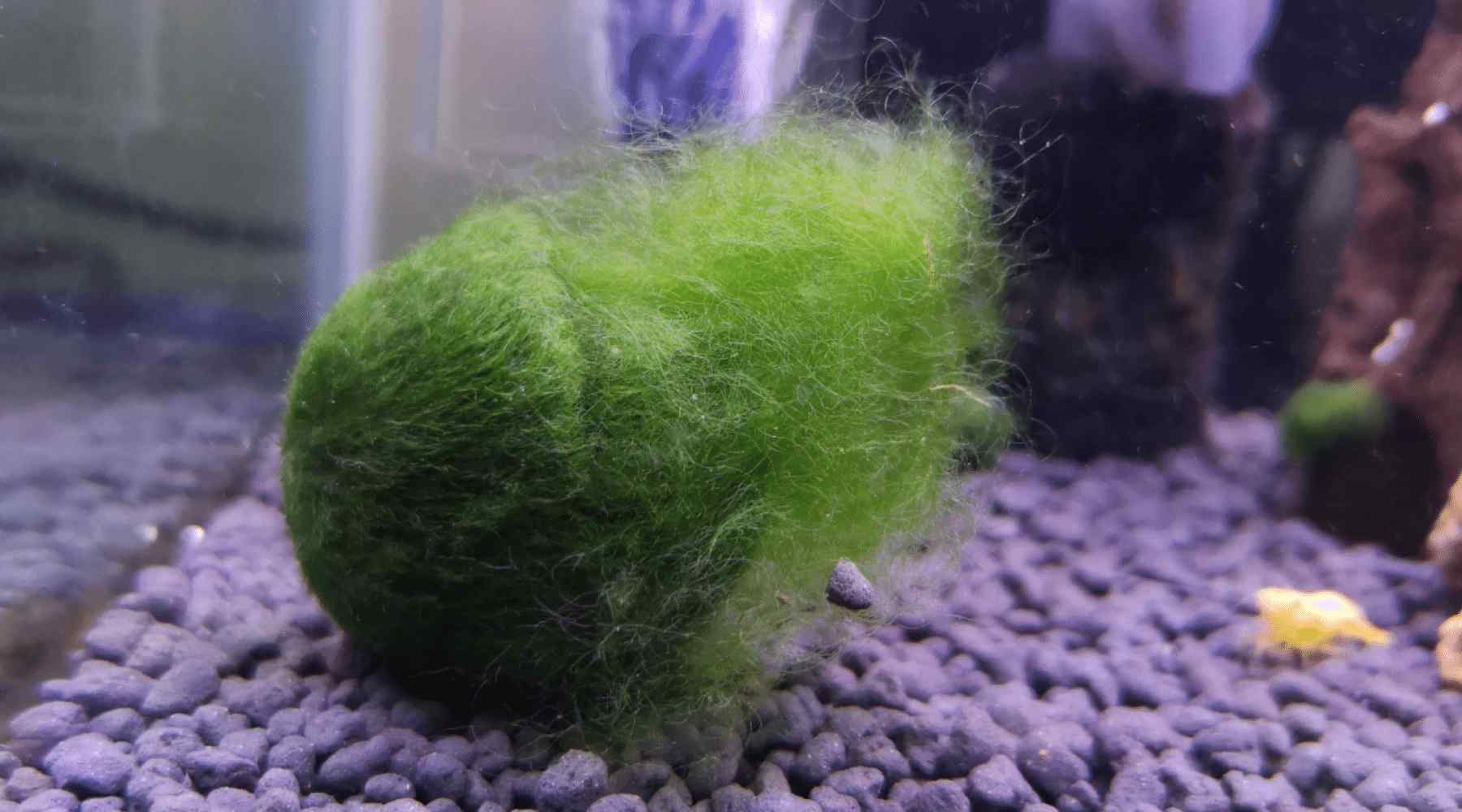 Close-up photograph of a healthy marimo moss ball underwater showing dense velvety green filaments and a clean rounded surface