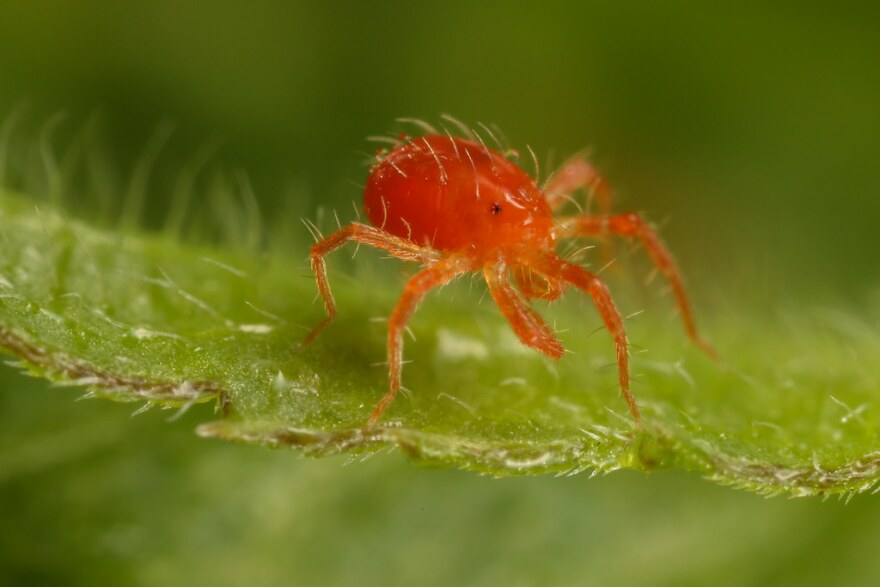 Featured image for Spider Mites on Outdoor Plants: Signs and Treatments