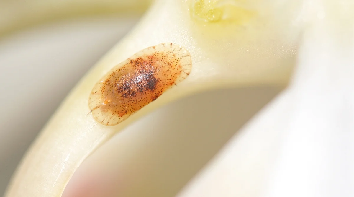 Close-up real photo of brown scale insects attached to a glossy green orchid leaf surface