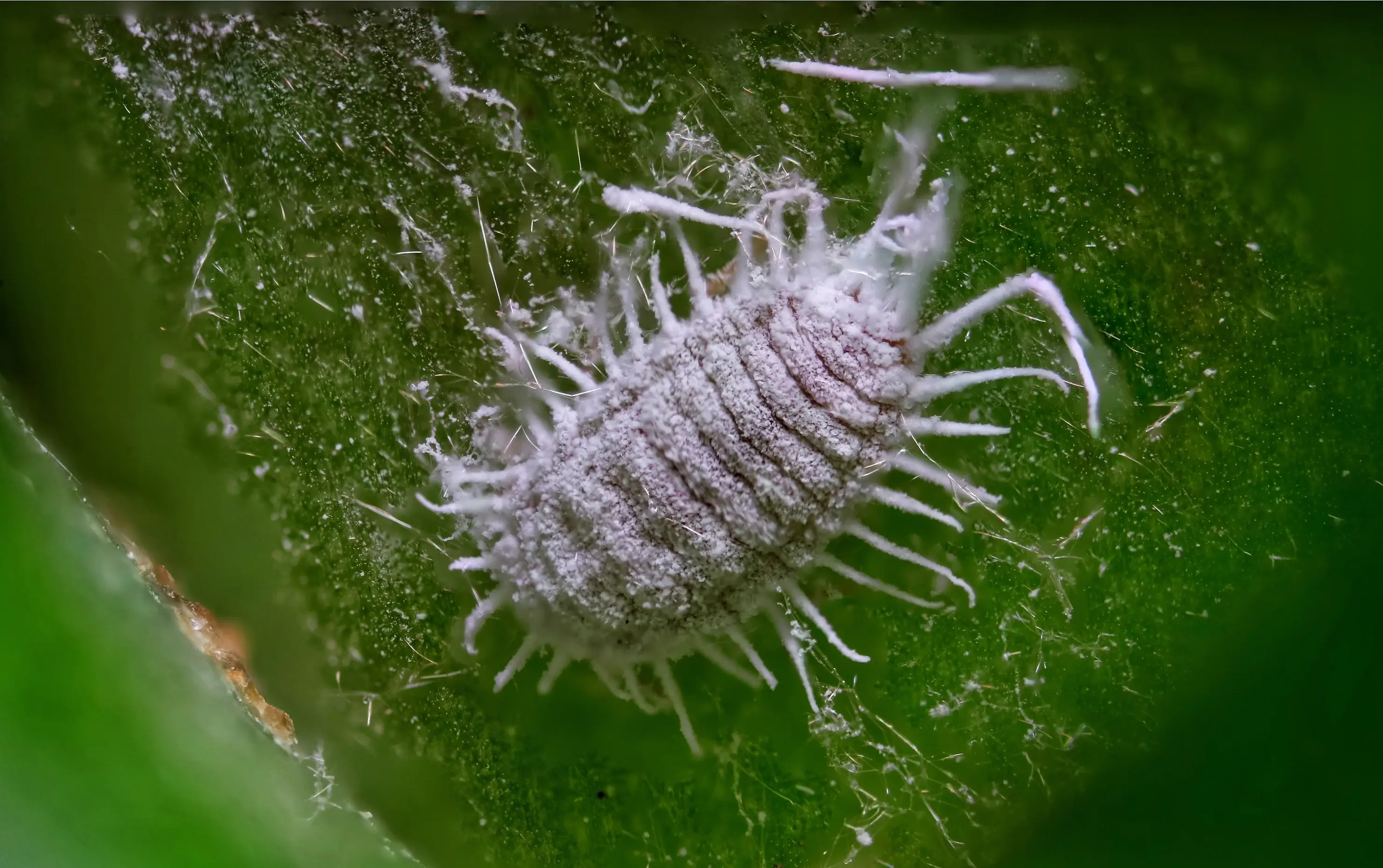 Close-up real photo of white cottony mealybugs clustered in the joint where an orchid leaf meets the stem