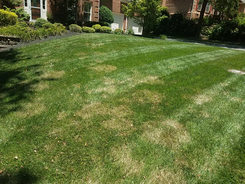 Featured image for Lawn Disease Identification Chart