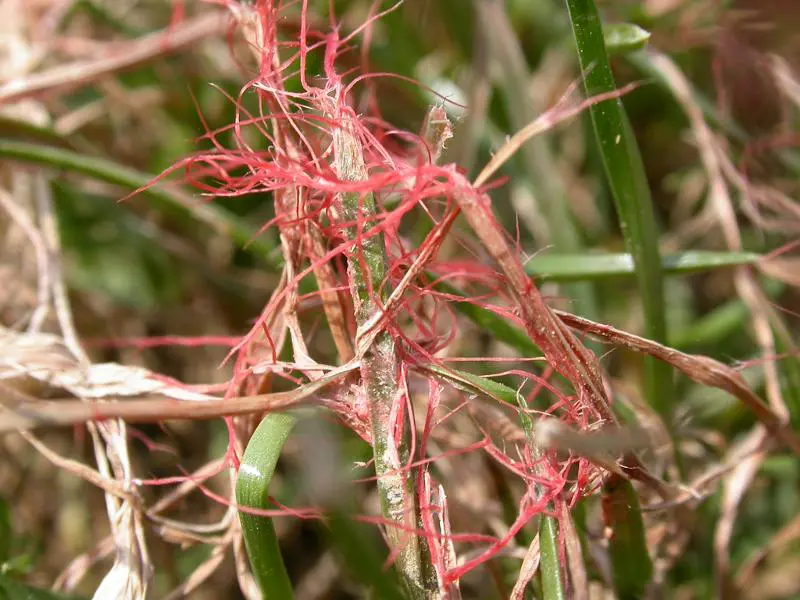 Close-up real photograph of turfgrass showing fine red thread-like growths on the tips of grass blades