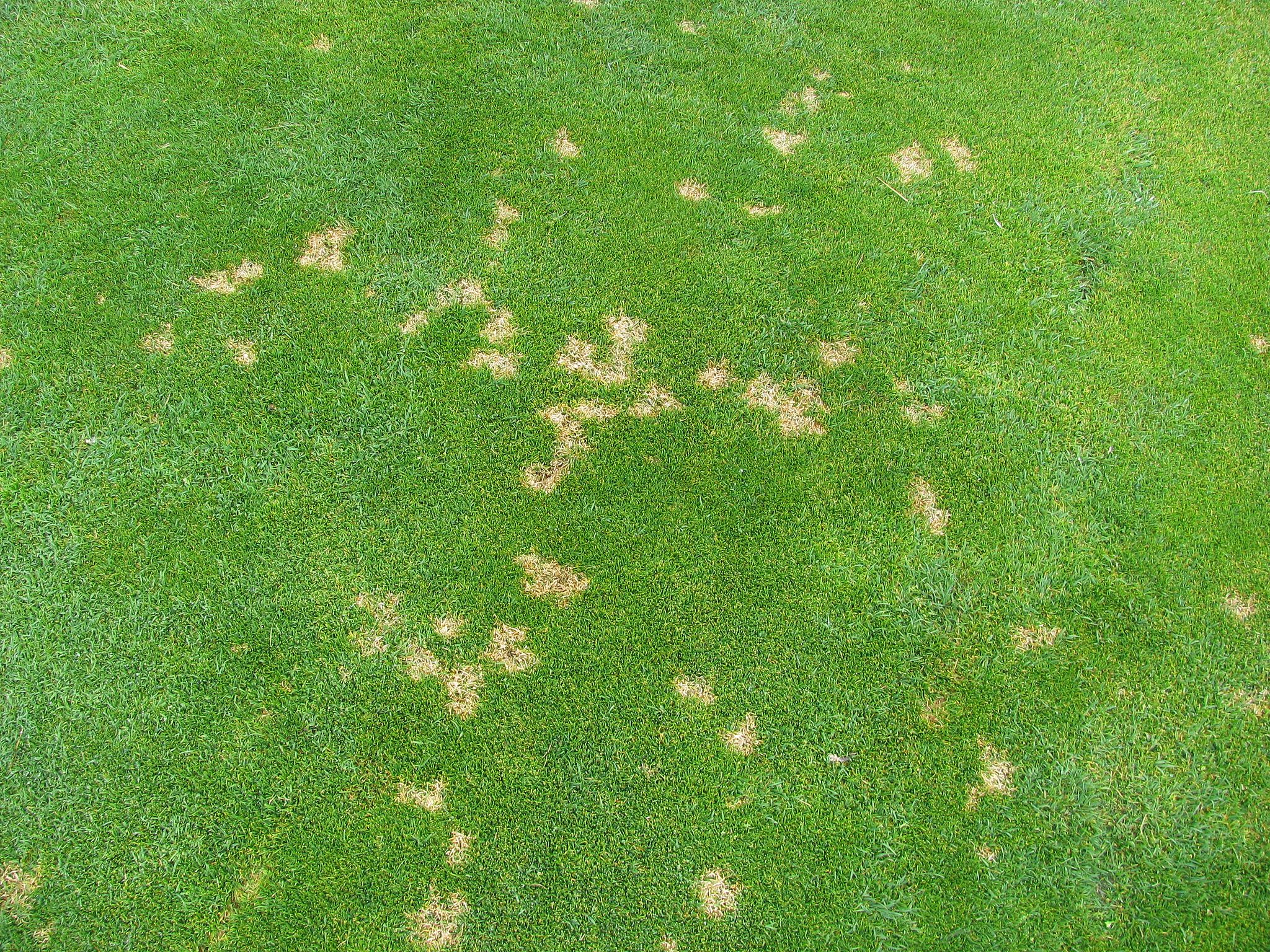 Close-up real photograph of turfgrass showing small straw-colored spots scattered across green lawn