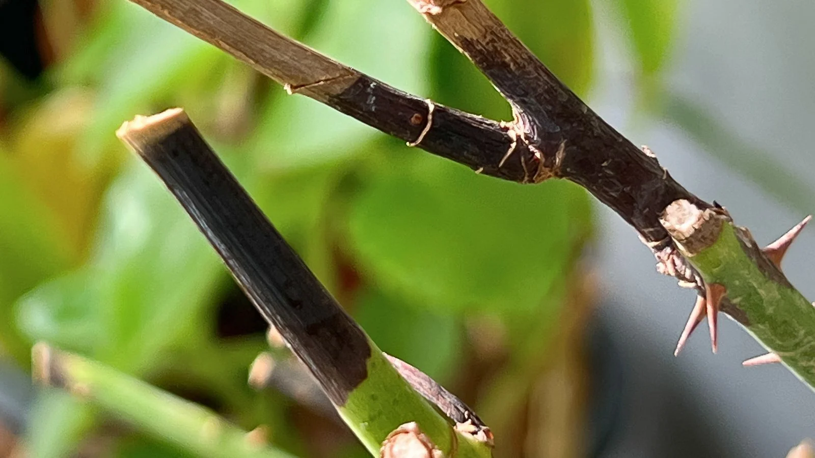 Close-up showing dead or diseased rose cane versus healthy green/white pith, including an example of cutting back to clean tissue.