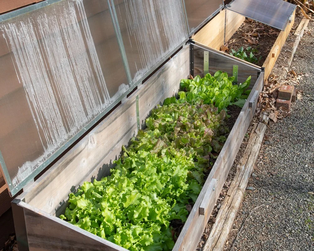 Close view of young lettuce and spinach seedlings growing in a mulched raised bed during a mild winter day