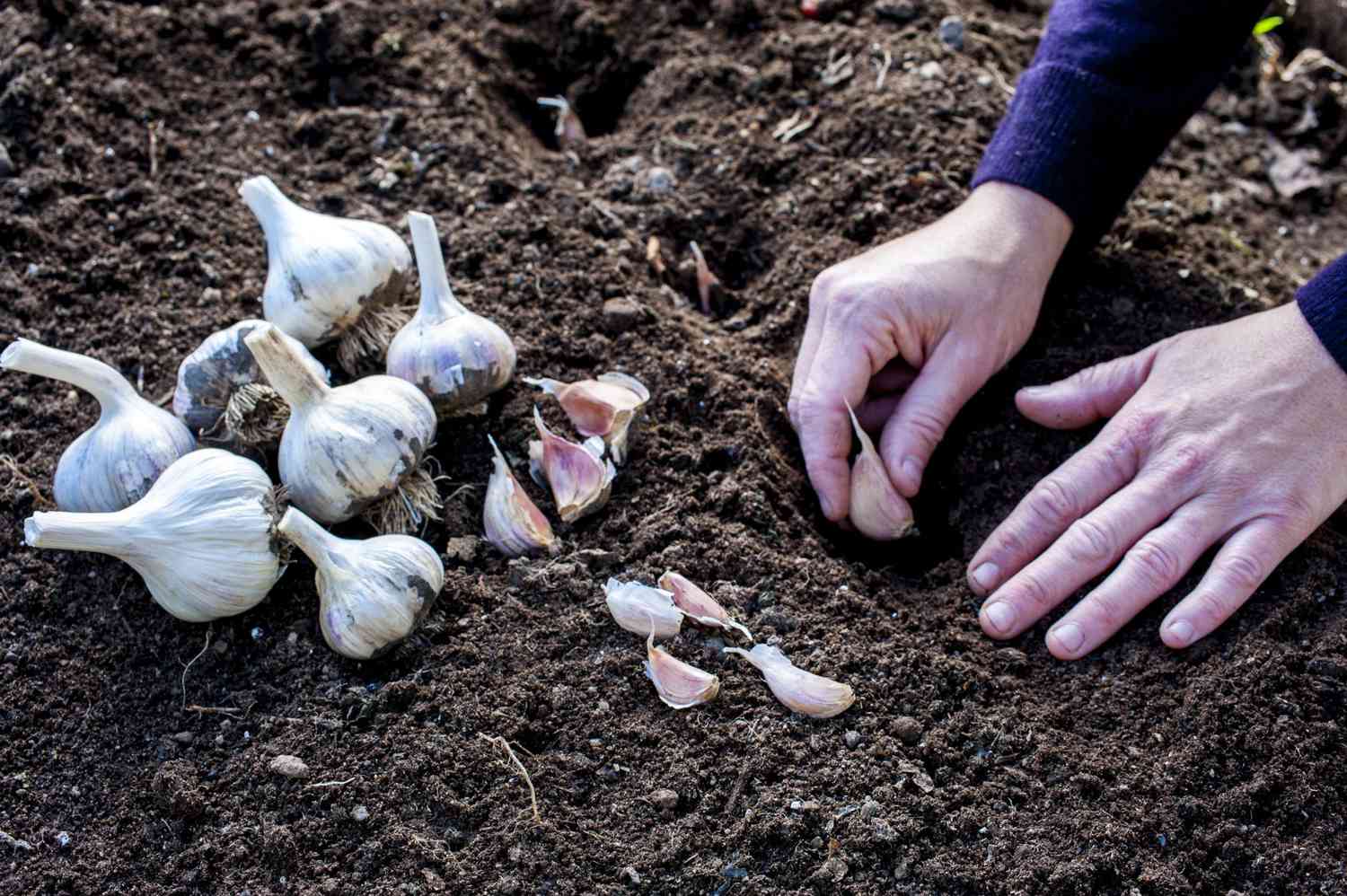Closeup of garlic cloves being planted point-up in dark, crumbly garden soil