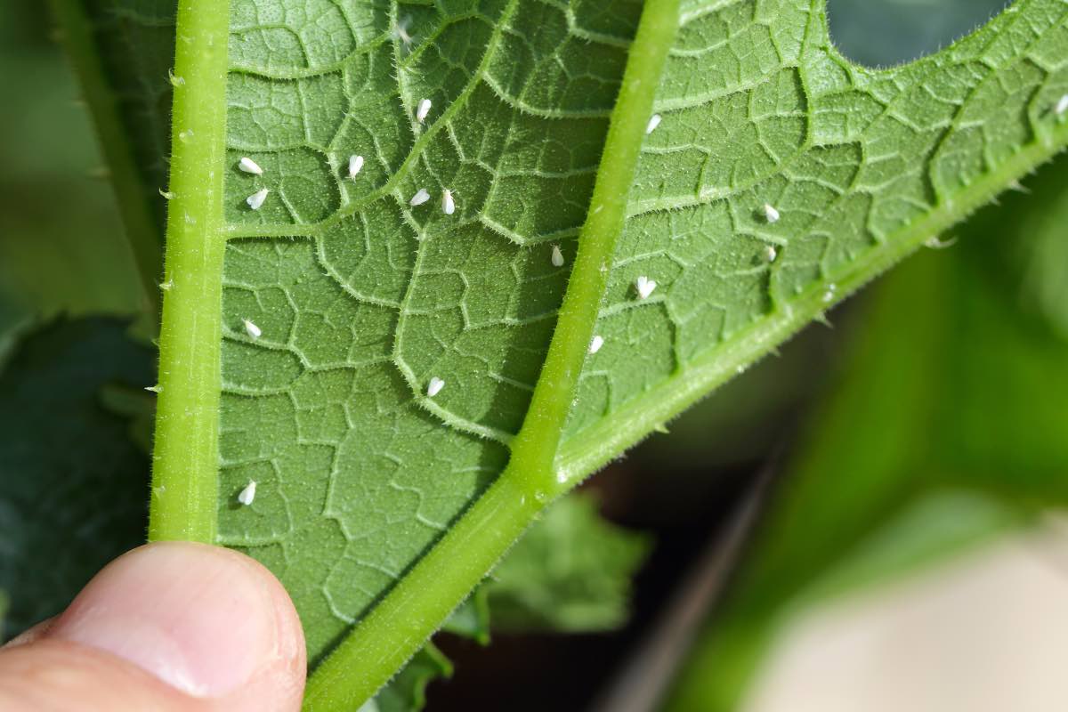 Closeup of whiteflies clustered on the underside of a tomato leaf