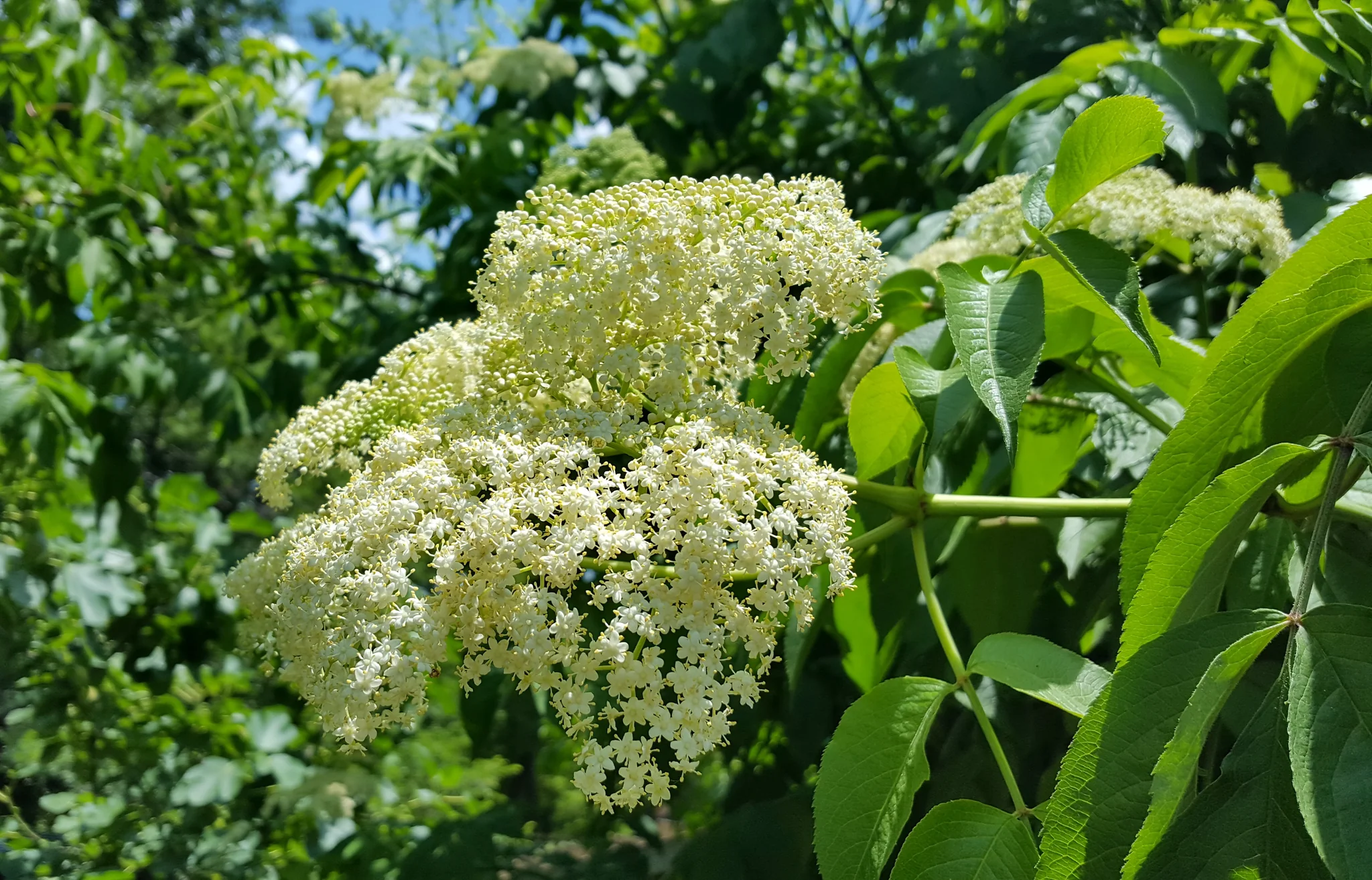 Creamy white elderberry flower clusters blooming on a shrub with fresh green leaves in spring