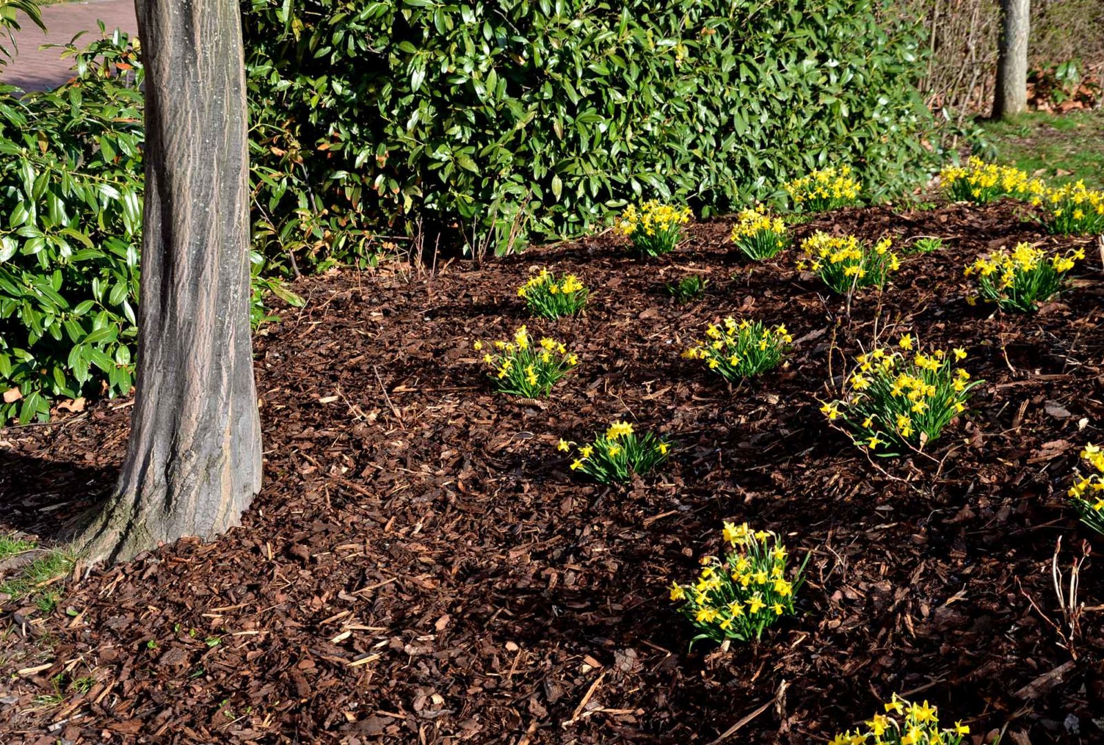 Dark garden mulch and soil in a backyard planting bed after being lightly raked to improve airflow