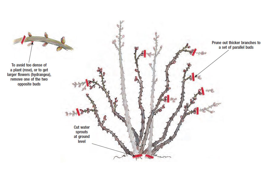 Diagram showing shrub rose selective thinning with a few oldest canes removed at the base and remaining canes lightly shortened for shape.