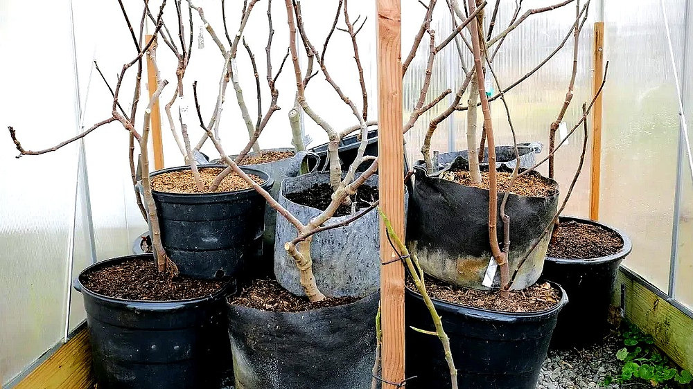 Dormant fig tree in a large pot stored in an unheated garage, leafless branches visible, pot set on a concrete floor