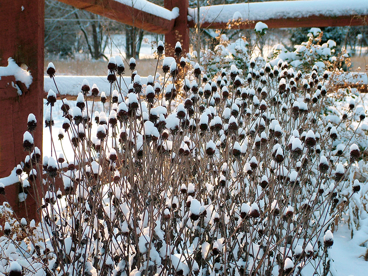 Dried coneflower seed heads standing in a winter garden with light frost on the ground
