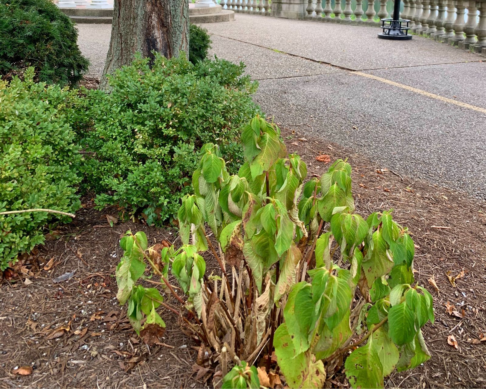 Drooping hydrangea leaves from drought stress, with slightly curled edges and dull green color