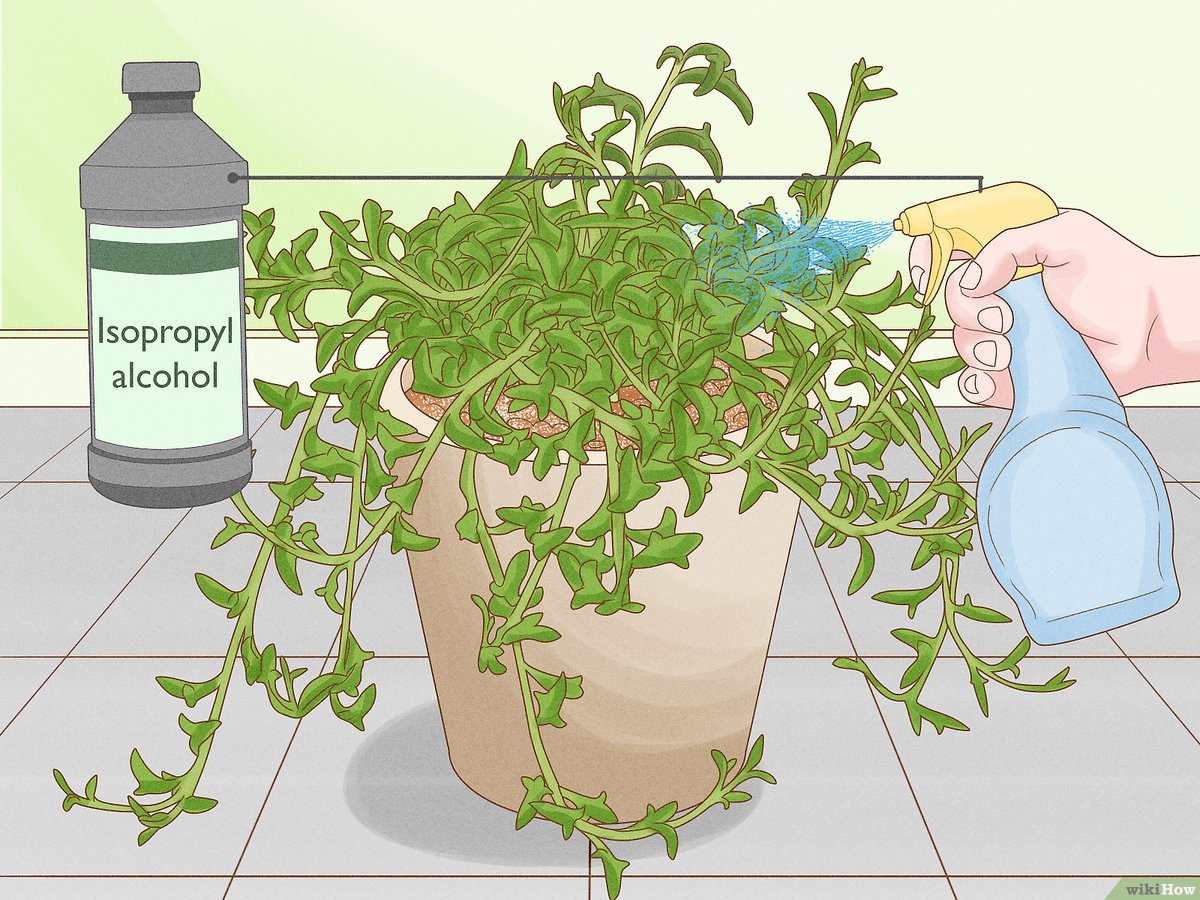 Fresh String of Dolphins stem cuttings laid on top of gritty succulent potting mix in a small nursery pot, with several nodes touching the soil