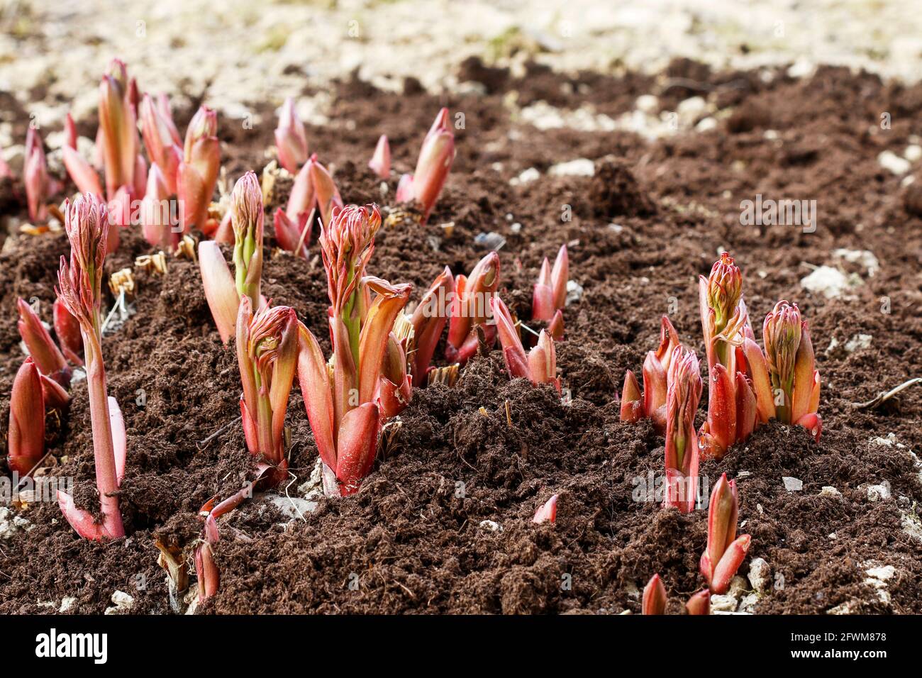 Fresh red peony shoots emerging from soil in early spring sunlight with a thin layer of compost nearby