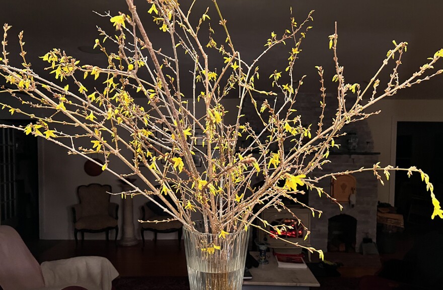 Featured image for Force Flowering Branches Indoors