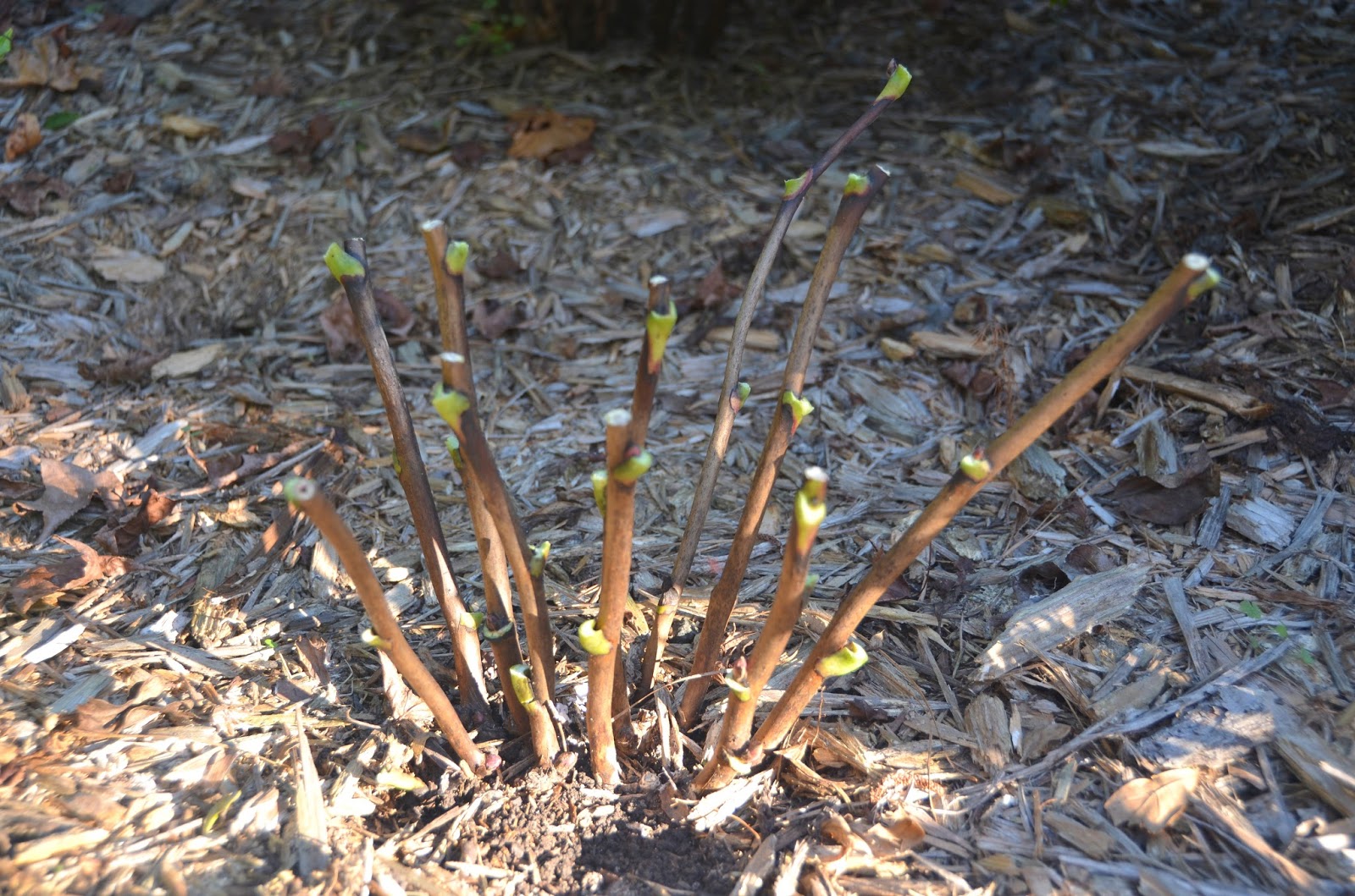 Freshly cut peony stems trimmed to a couple inches above the soil surface in a garden bed, with pruners resting nearby, realistic photo