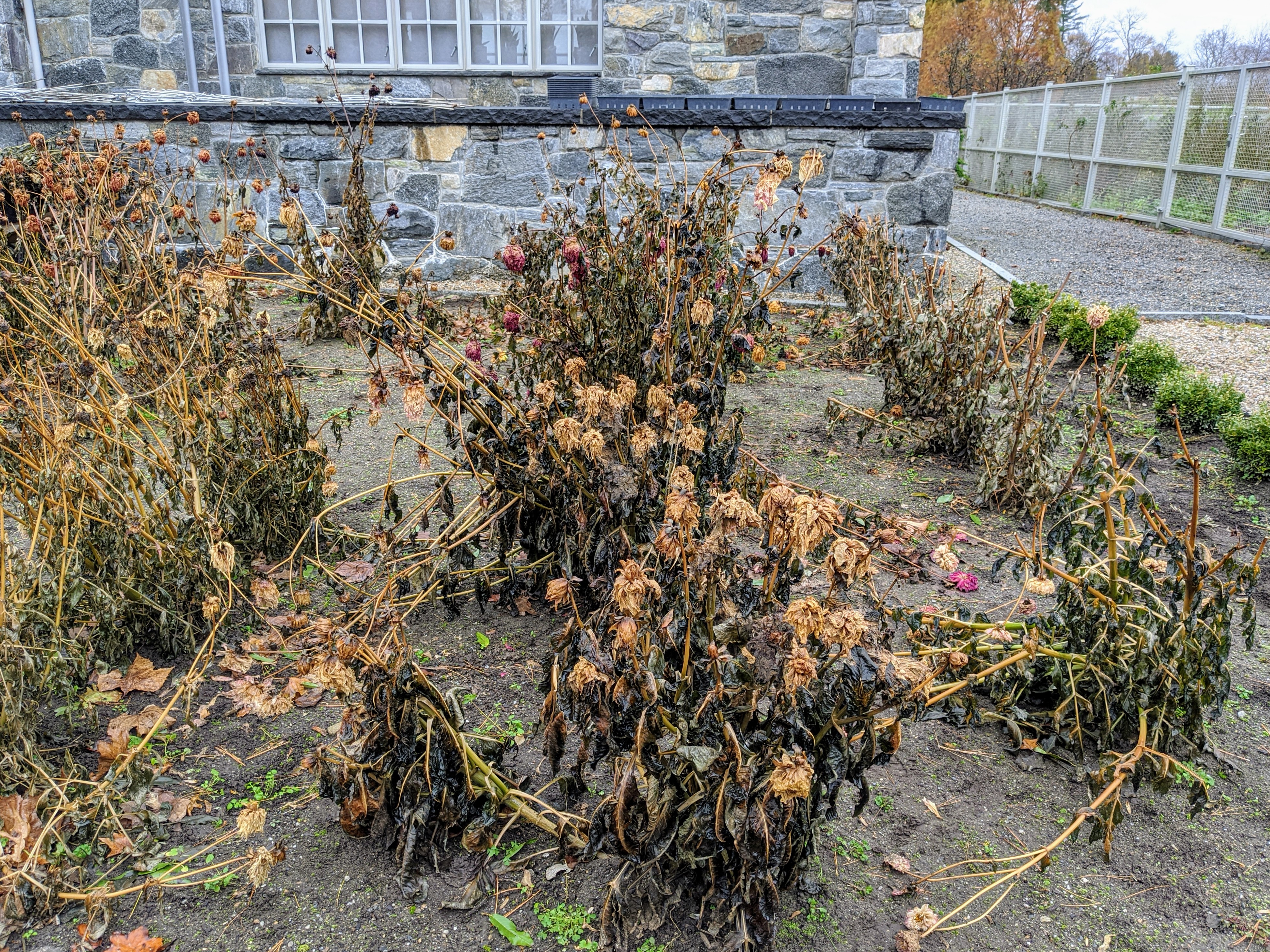 Freshly dug dahlia tuber clumps resting on flattened cardboard on a clean garage floor, with dry soil crumbling off as they cure, natural light from an open door