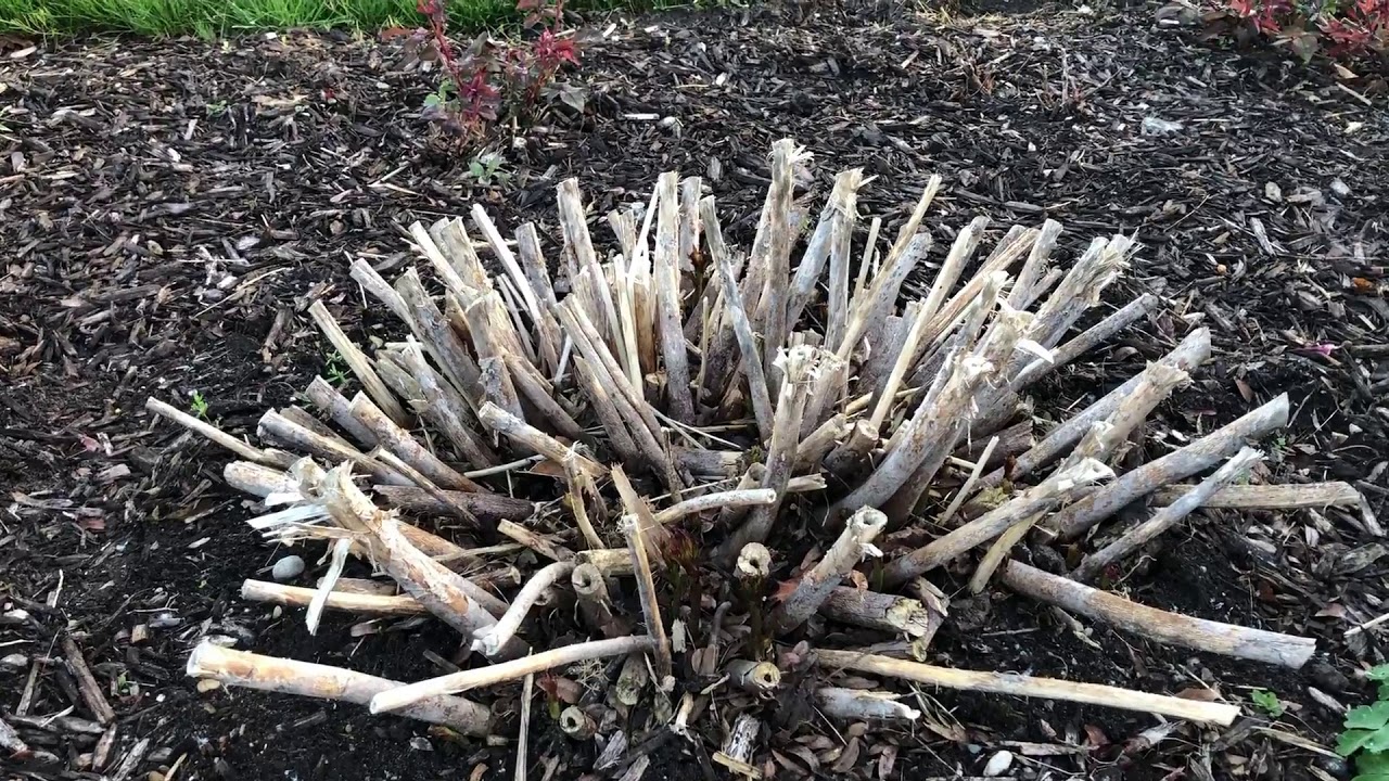 Garden hands using pruners to cut old hardy hibiscus stems down near the soil surface in early spring