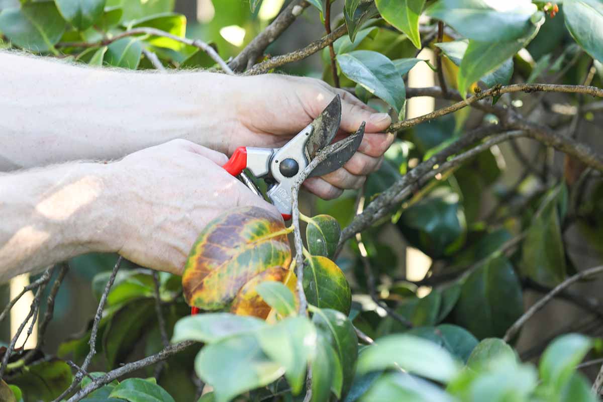 Gardener using clean hand pruners to remove a camellia branch just above a leaf node in dappled shade