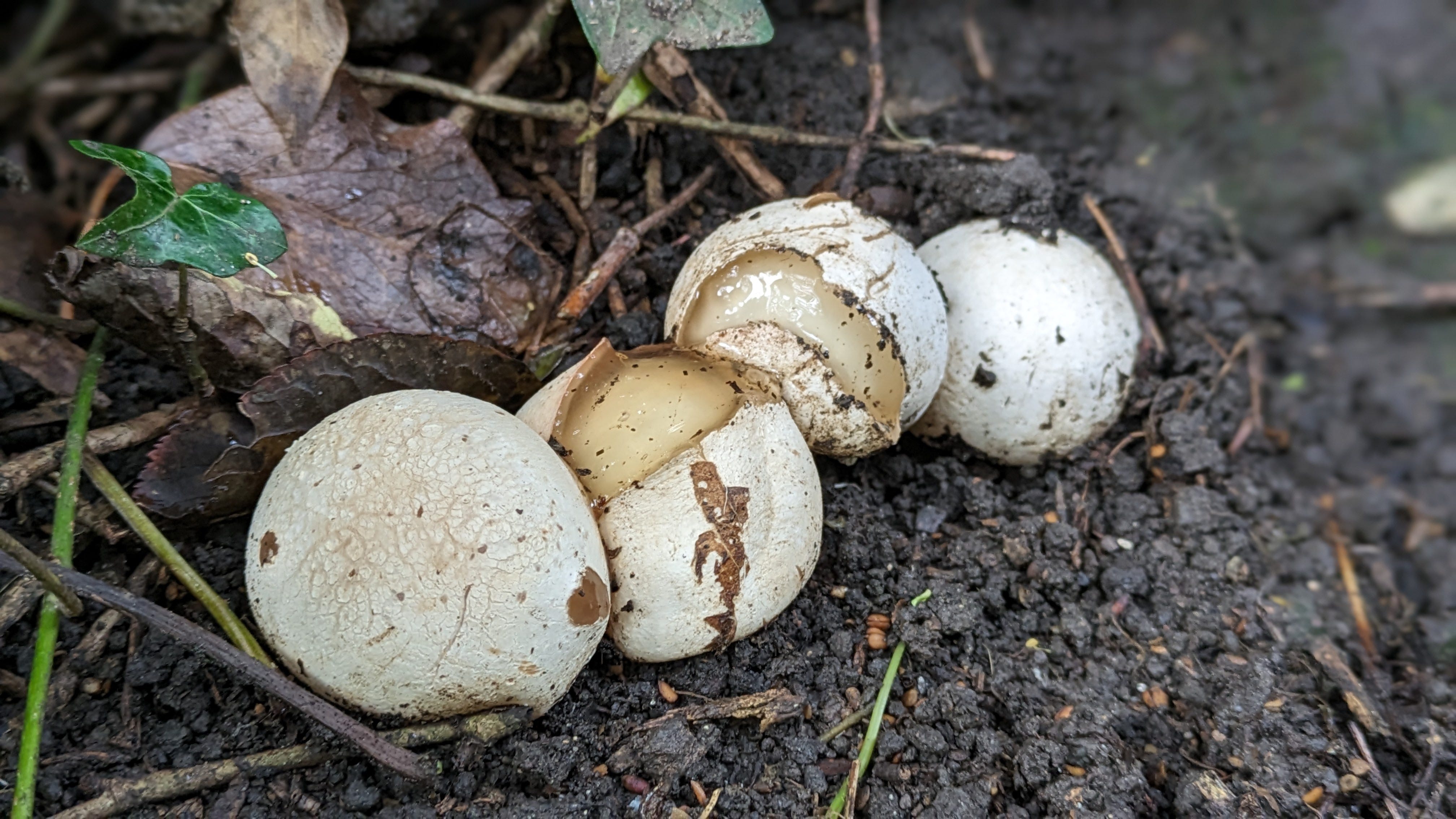 Gloved hands using a small garden trowel to lift a stinkhorn mushroom from a lawn, with a plastic bag nearby