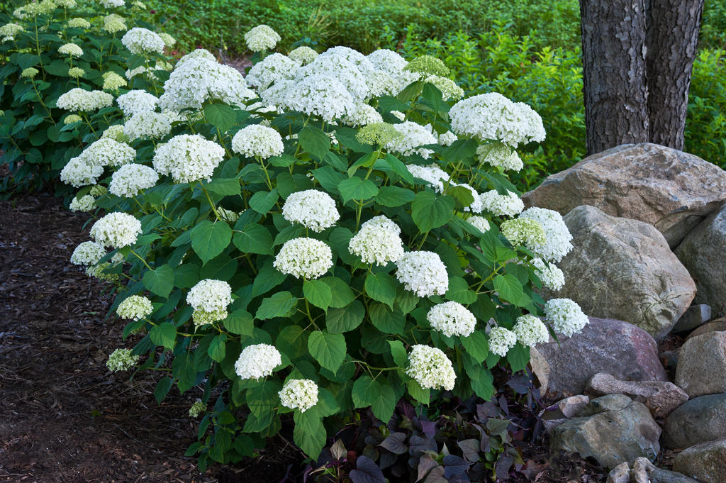 Gloved hands using bypass pruners to cut back smooth hydrangea stems in early spring in a garden bed
