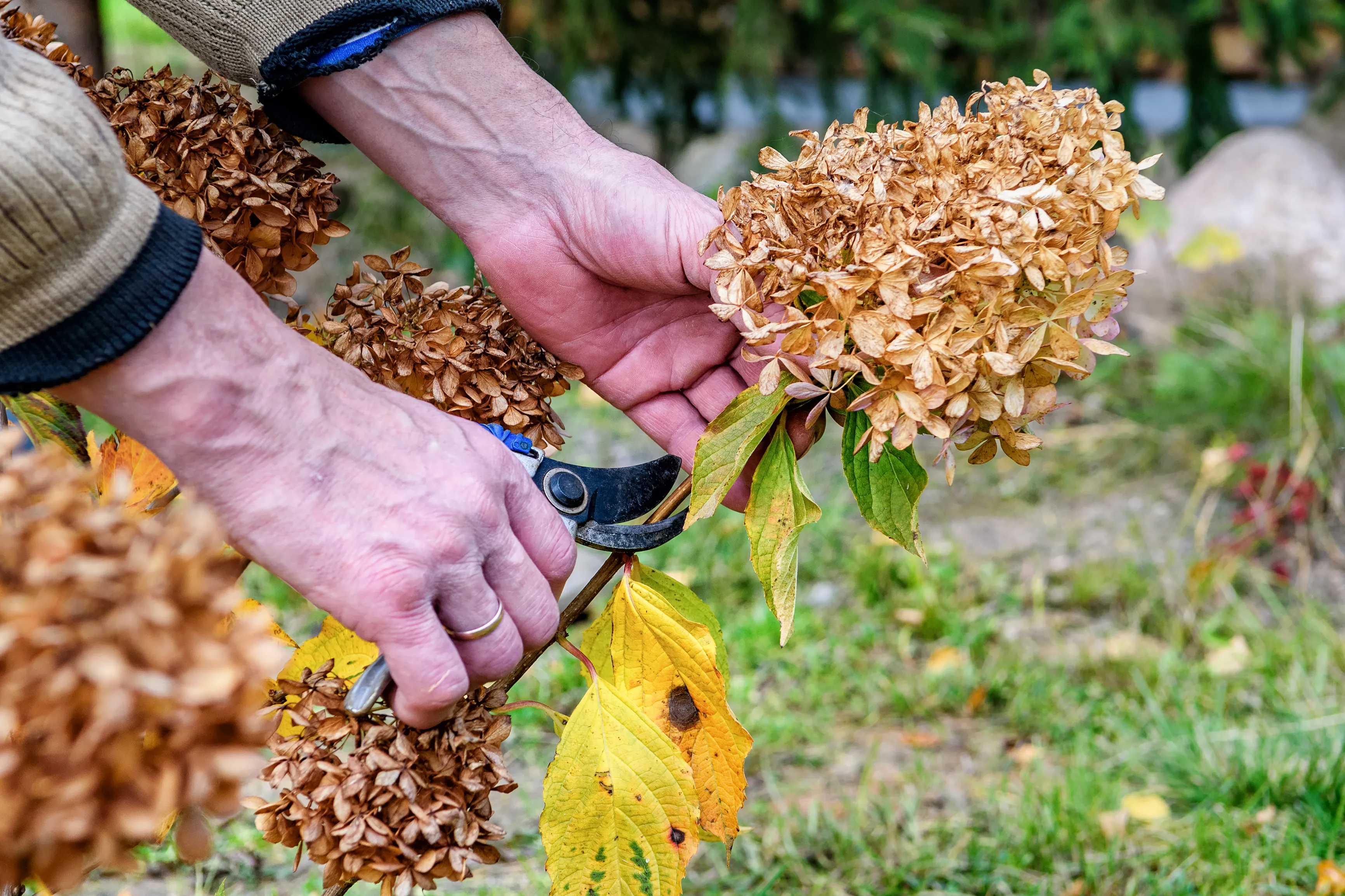 Gloved hands using clean bypass pruners to remove a dead oakleaf hydrangea stem at the base of the shrub