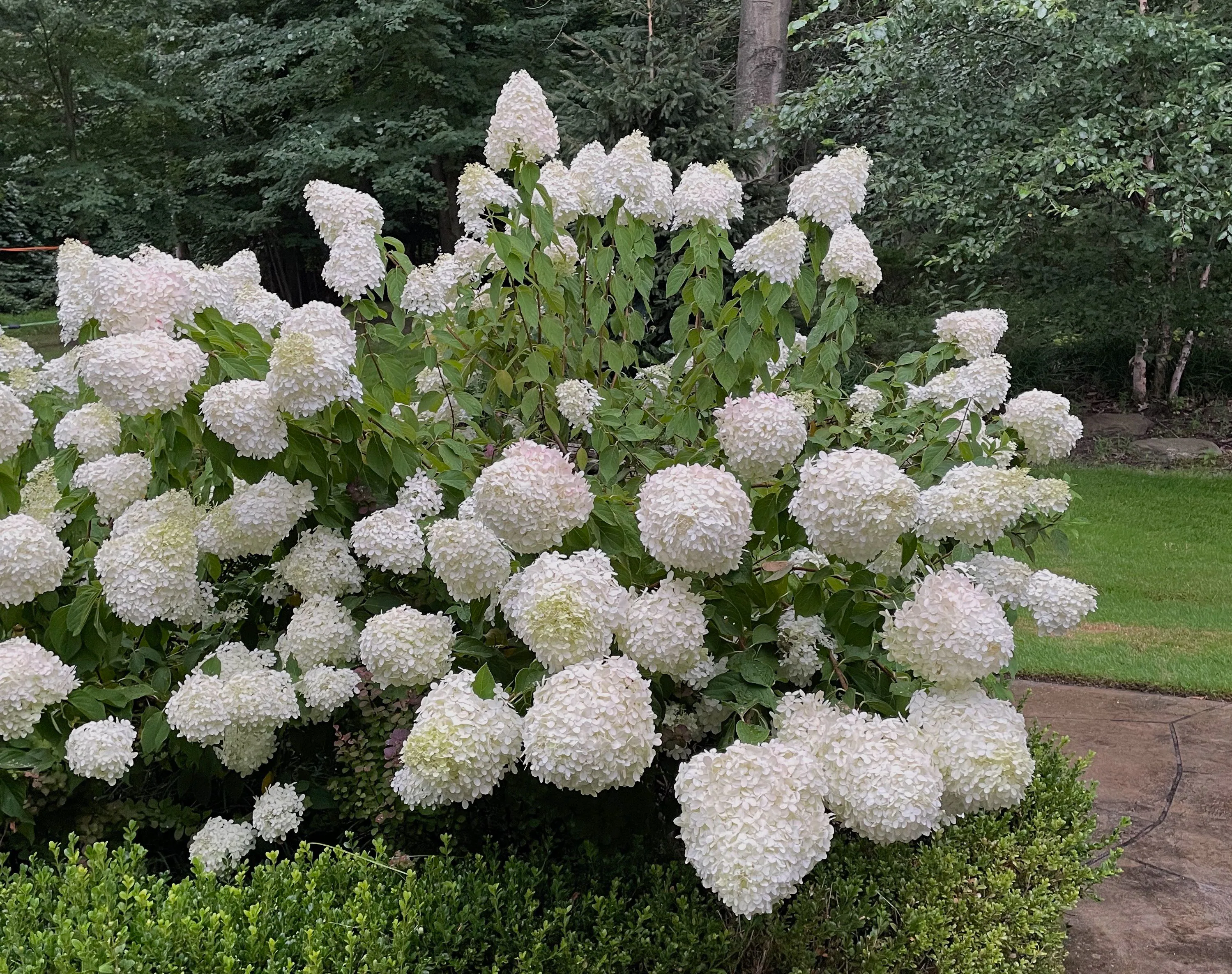 Grid of four labeled leaf-and-flower examples—bigleaf, oakleaf, panicle, and smooth—showing distinct leaf shapes and bloom forms for identification.