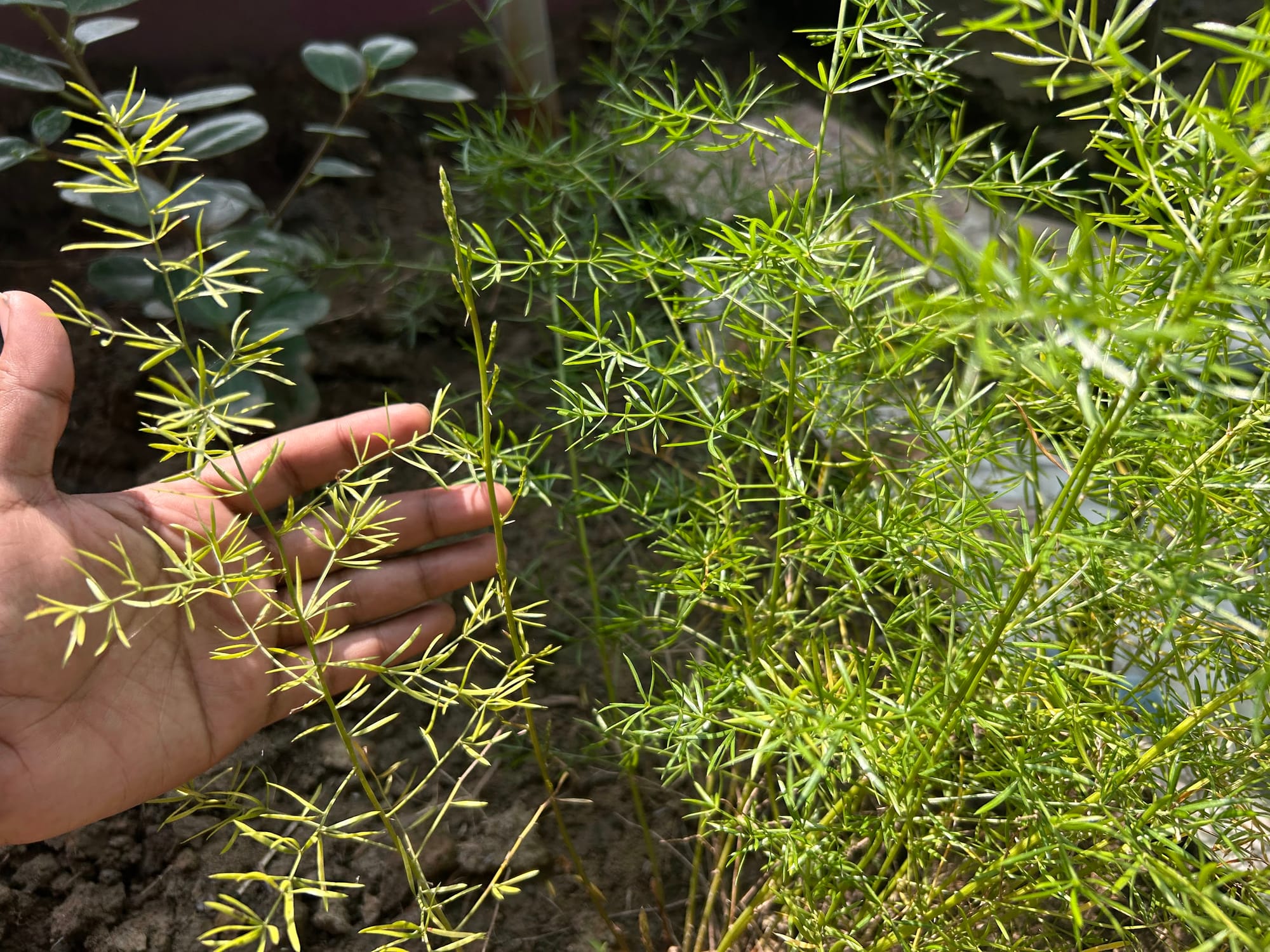 Hands cutting yellowed asparagus ferns near soil level with pruners, with debris gathered for removal and mulch ready for application nearby.