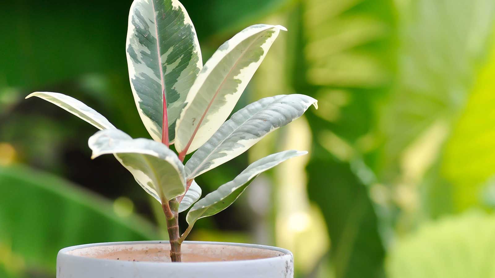 Hands gently placing a rooted rubber plant cutting into a small nursery pot with fresh potting mix on a potting bench indoors