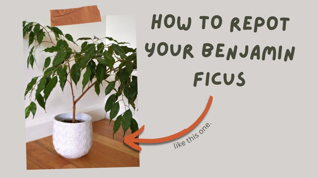 Hands gently repotting a weeping fig on a table with fresh potting mix and a new pot, showing roots being loosened carefully