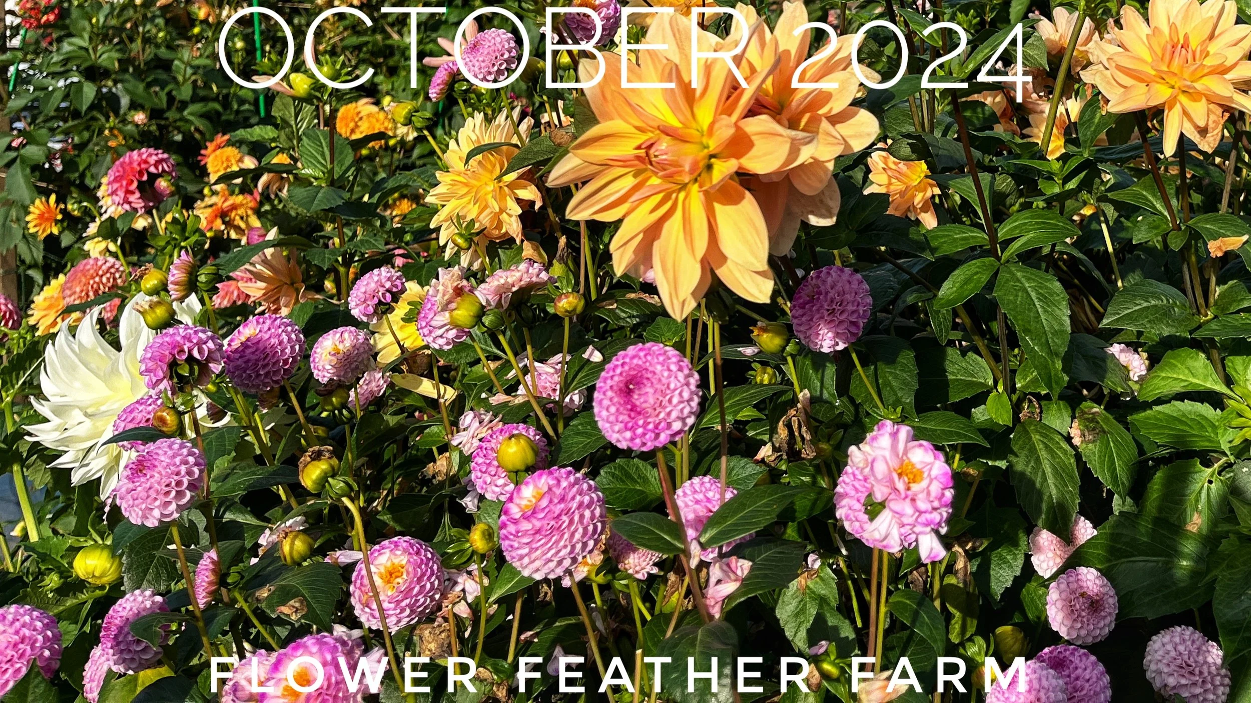 Hands gently rinsing soil from a freshly dug dahlia tuber clump with a light spray from a garden hose over a wire rack outdoors