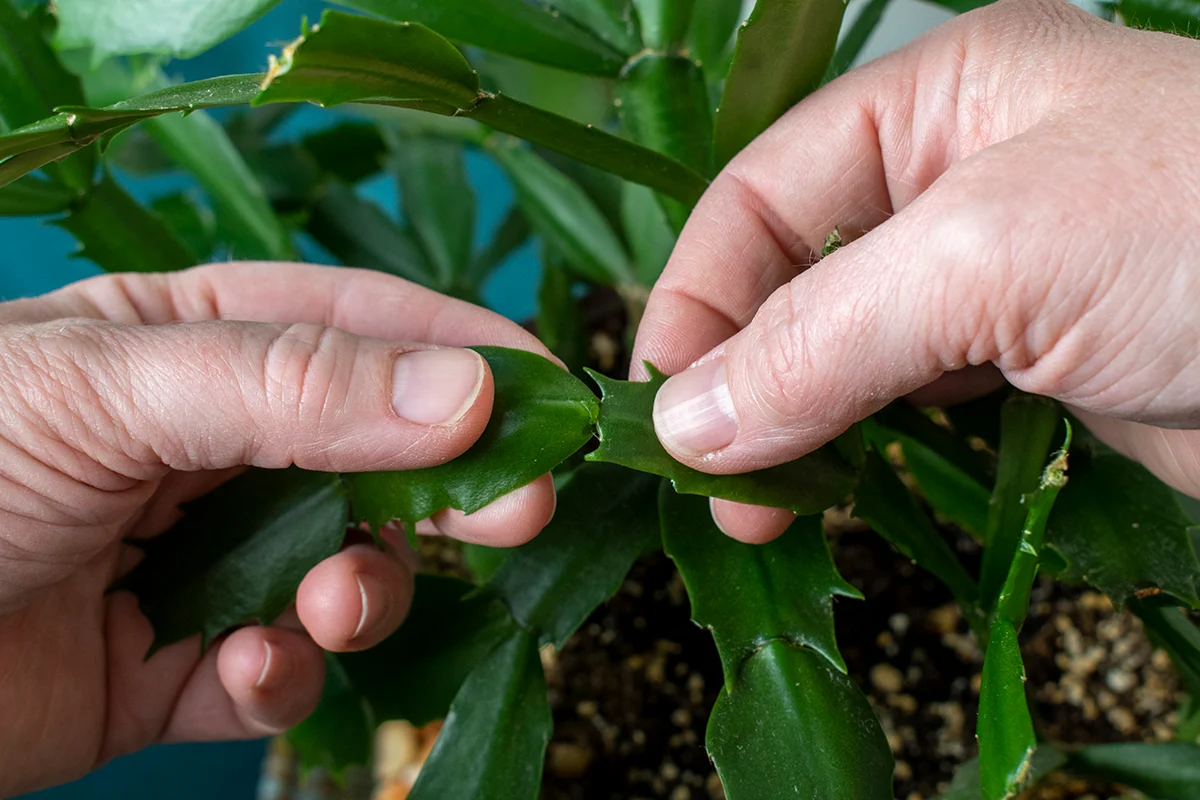 Hands gently twisting a holiday cactus segment chain at the joint to remove a cutting in natural indoor light