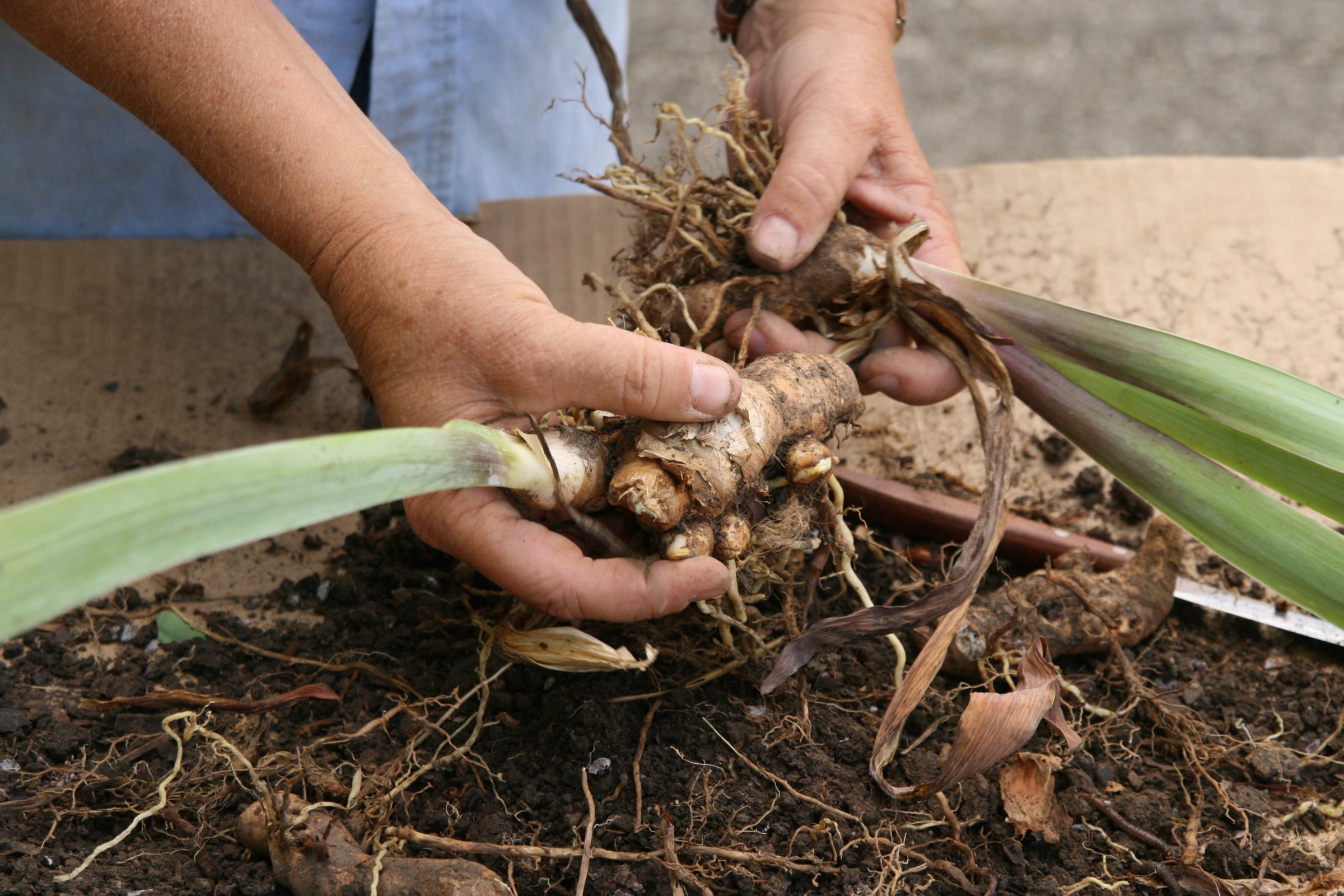 Hands holding a bearded iris rhizome on a tarp, with a fresh cut surface showing clean white tissue