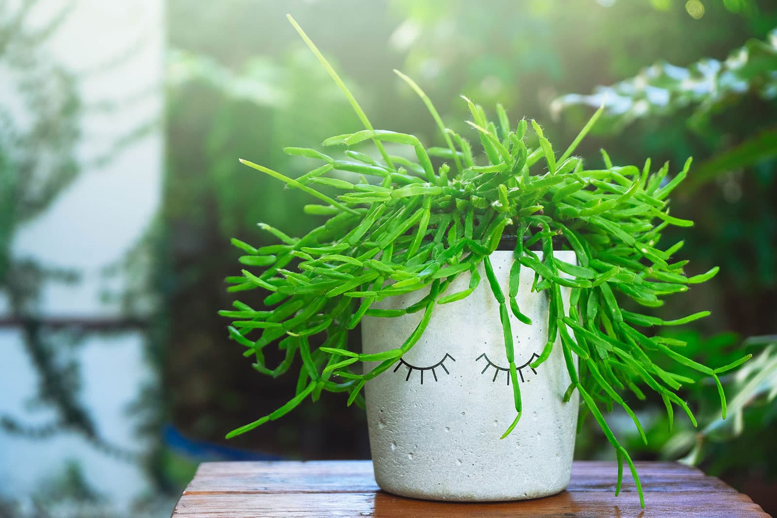 Hands holding a hanging pot of Rhipsalis over a kitchen sink while watering until water drains from the bottom, realistic indoor photo