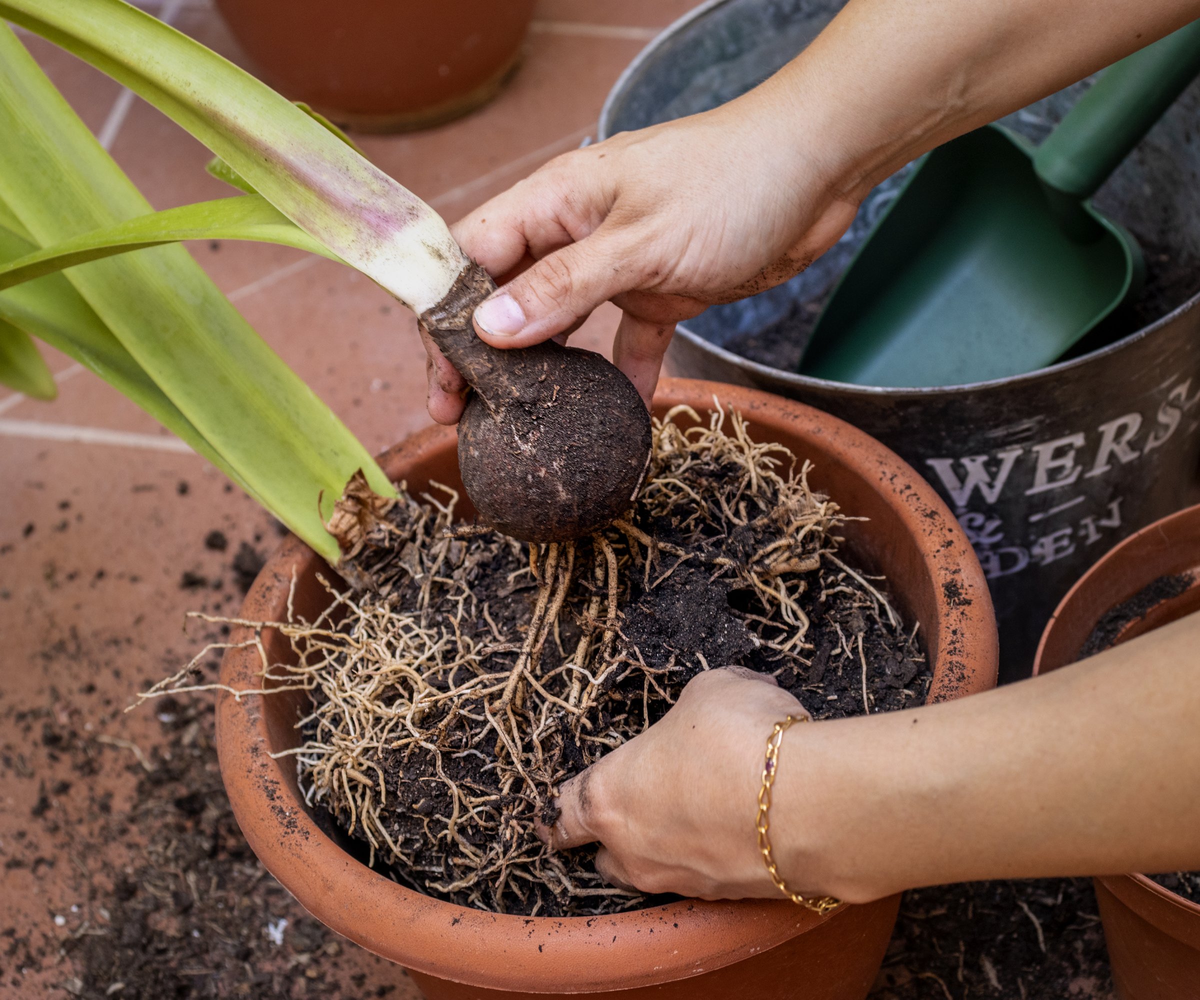 Hands holding a large amaryllis (Hippeastrum) bulb with several small offsets attached, soil visible, real gardening photo taken outdoors
