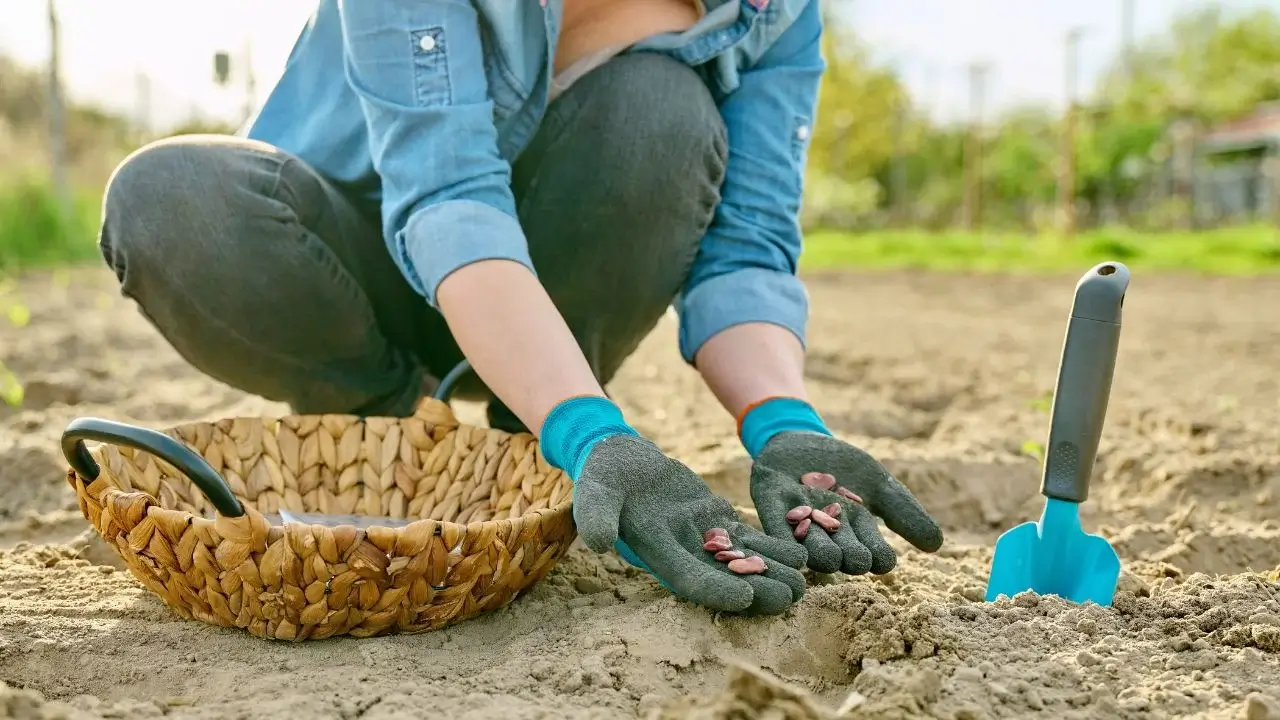 Hands placing green bean seeds into a shallow furrow in dark garden soil beside a wooden bed edge, real photograph